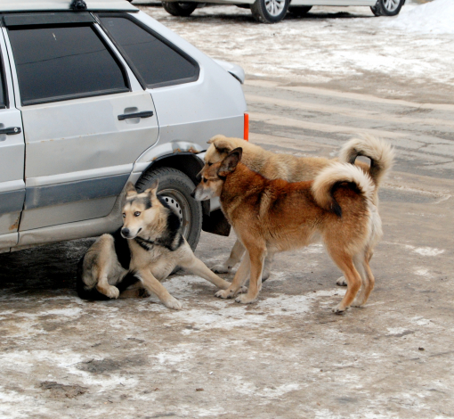 За укус бродячей собаки суд назначил выплату в 37 000 рублей